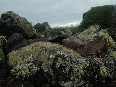 Cladonia glebosa