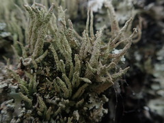 Cladonia glebosa
