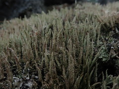 Cladonia glebosa