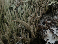 Cladonia glebosa