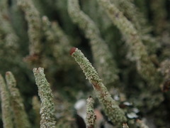 Cladonia glebosa