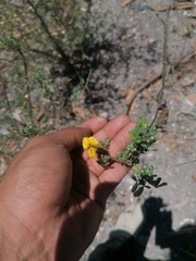 Crotalaria vitellina