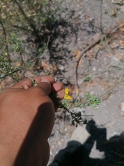Crotalaria vitellina
