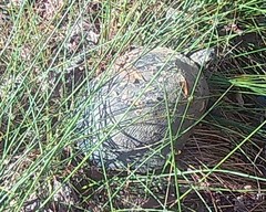 Trachemys scripta scripta