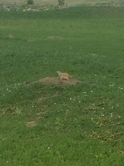 Cynomys ludovicianus