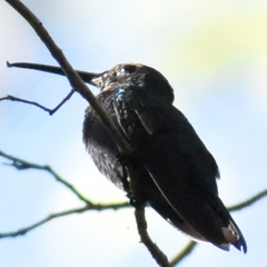 Anthracothorax aurulentus