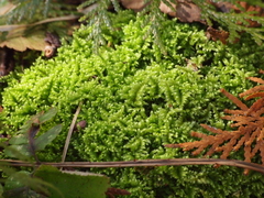 Ctenidium molluscum
