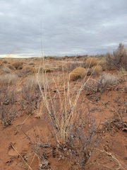 Sporobolus contractus