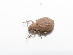 Myosides seriehispidus