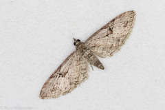 Eupithecia bolterii