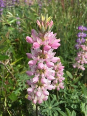 Lupinus microcarpus microcarpus