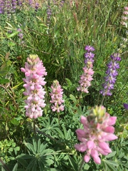Lupinus microcarpus microcarpus