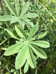 Lupinus microcarpus microcarpus