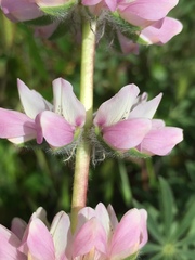 Lupinus microcarpus microcarpus