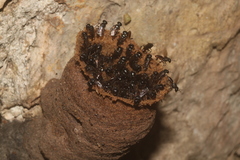 Lestrimelitta niitkib