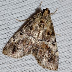 Orthaga thyrisalis