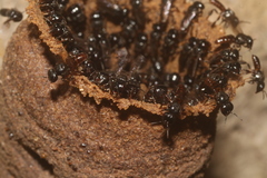 Lestrimelitta niitkib