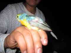 Passerina leclancherii