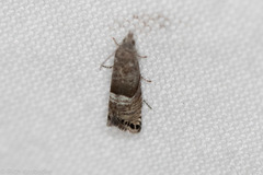 Sereda tautana