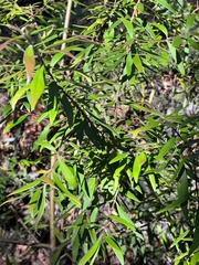 Persoonia mollis