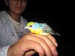 Passerina leclancherii