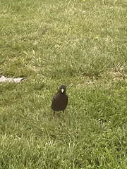 Sturnus vulgaris