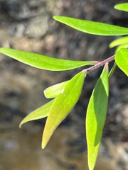 Persoonia mollis