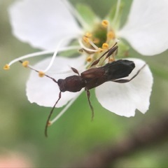 Molorchus bimaculatus