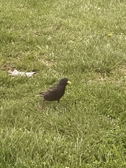 Sturnus vulgaris