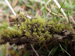 Dicranella schreberiana