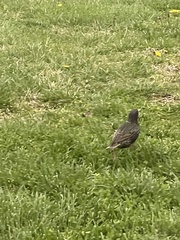 Sturnus vulgaris