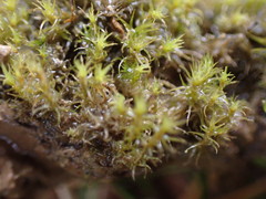 Dicranella schreberiana