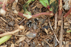 Traumatomutilla bifurca