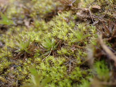 Dicranella schreberiana