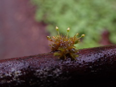 Orthotrichum pulchellum