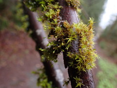 Orthotrichum pulchellum