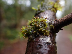 Orthotrichum pulchellum