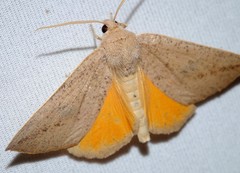 Mnesampela heliochrysa