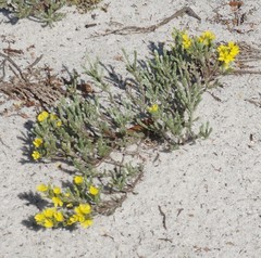 Hudsonia tomentosa tomentosa