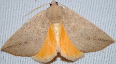 Mnesampela heliochrysa