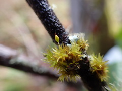 Orthotrichum pulchellum