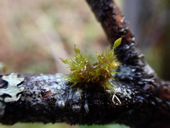 Orthotrichum pulchellum