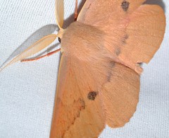 Monoctenia falernaria