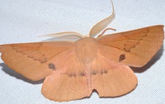 Monoctenia falernaria