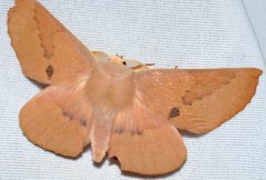 Monoctenia falernaria