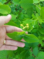 Lonicera hirsuta