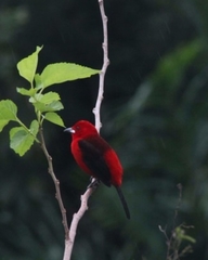 Ramphocelus bresilius