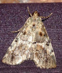 Orthaga thyrisalis
