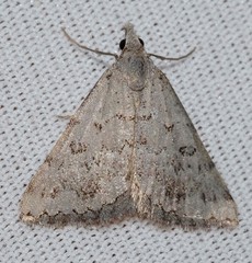 Dichromodes indicataria