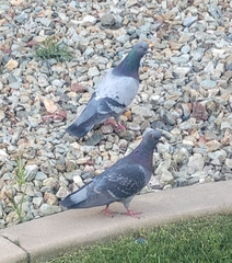 Columba livia domestica